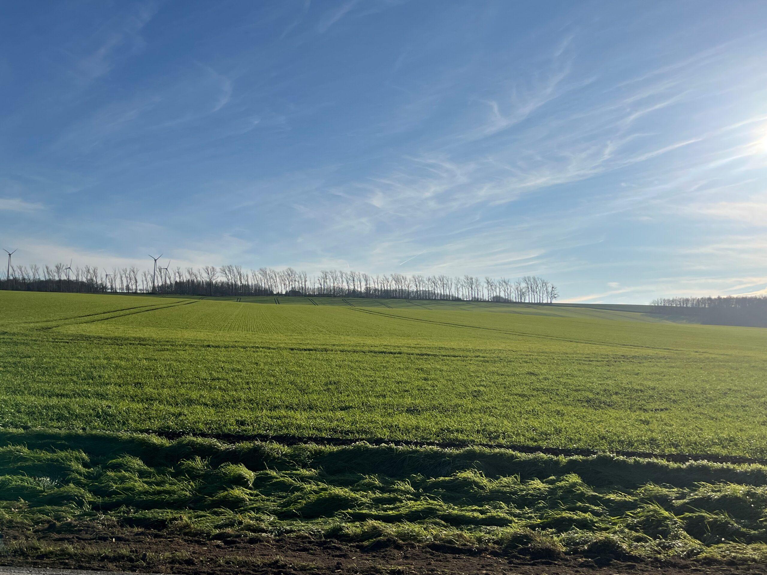 Agrargenossenschaft Wethautal e.G. (ST) – Mutterkuhhaltung, Ackerbau