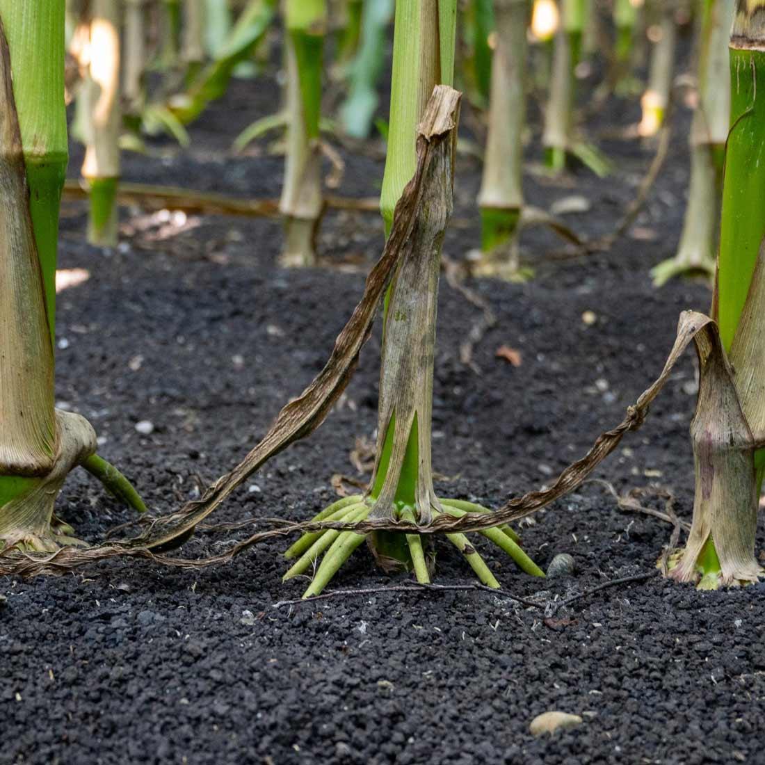 s1 dnger anwendung Monstera Dnger