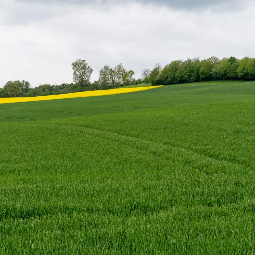 Wintergerste dngen fr gesunde Pflanzen und stabile Ertrge