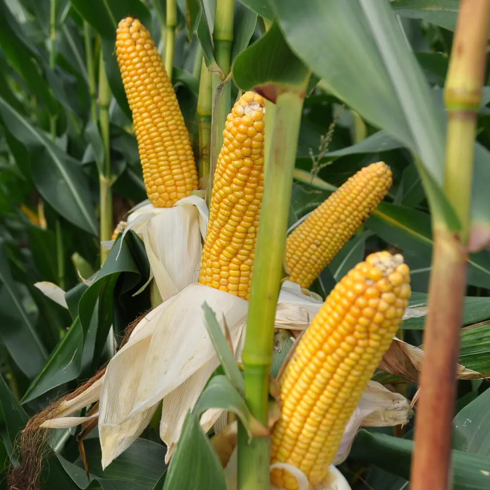 Große Maiskolben versprechen eine hohe Ernte