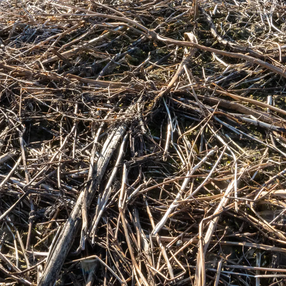 Boden mit Mulchauflage im Frühjahr